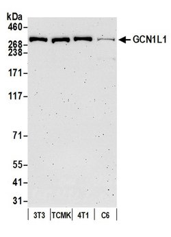 GCN1L1 Polyclonal Antibody, Bethyl Laboratories 20 &mu;L; Unconjugated:Antibodies,