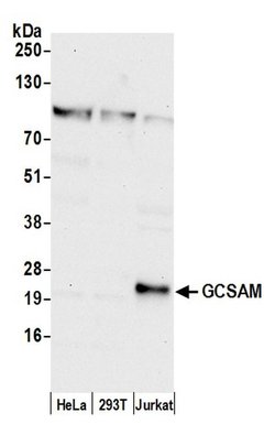 GCSAM Polyclonal Antibody, Bethyl Laboratories 20 &mu;L | Buy Online | Bethyl Laboratories, Inc | Fisher Scientific