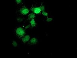 GDAP1L1 Monoclonal Antibody (OTI1A5), TrueMAB , OriGene 30 &mu;L; Unconjugated:Antibodies,
