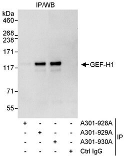 GEF-H1 Rabbit anti-Human, Polyclonal, Bethyl Laboratories 100 &mu;L; Unconjugated:Antibodies,