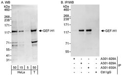 GEF-H1 Rabbit anti-Human, Polyclonal, Bethyl Laboratories 100 &mu;L; Unconjugated:Antibodies,