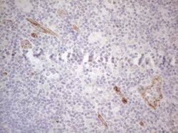 GEMIN2 Monoclonal Antibody (OTI4C11), TrueMAB , OriGene 100 &mu;L; Unconjugated:Antibodies,
