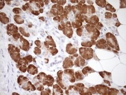 GEMIN8 Mouse anti-Human, Clone: OTI1E5, lyophilized, TrueMAB 100 &mu;g;