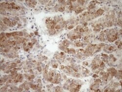 GEMIN8 Mouse anti-Human, Clone: OTI1E5, lyophilized, TrueMAB 100 &mu;g;