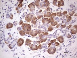 GEMIN8 Monoclonal Antibody (OTI5B12), TrueMAB , OriGene 100 &mu;L; Unconjugated:Antibodies,