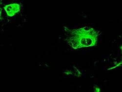 GFAP Mouse anti-Human, Rat, Clone: OTI4G8, liquid, TrueMAB 100 &mu;L; Unconjugated:Antibodies,