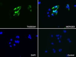 GFAP Mouse anti-Human, Rat, Clone: OTI2D8, liquid, TrueMAB 100 &mu;L; Unconjugated:Antibodies,