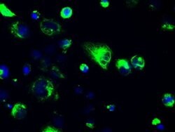 GFAP Mouse anti-Human, Clone: OTI2F7, liquid, TrueMAB 100 &mu;L; Unconjugated:Antibodies,