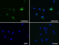 GFAP Mouse anti-Human, Clone: OTI2F7, liquid, TrueMAB 100 &mu;L; Unconjugated:Antibodies,