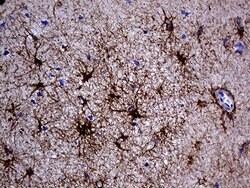 GFAP Mouse anti-Human, Rat, Clone: OTI4G8, liquid, TrueMAB 100 &mu;L; Unconjugated:Antibodies,