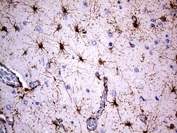 GFAP Mouse anti-Human, Rat, Clone: OTI4G8, liquid, TrueMAB 100 &mu;L; Unconjugated:Antibodies,