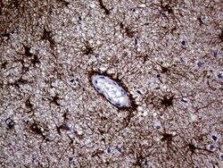 GFAP Mouse anti-Human, Clone: OTI1E11, lyophilized, TrueMAB 100 &mu;g;