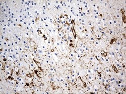 GFAP Mouse anti-Human, Clone: OTI2F7, liquid, TrueMAB 100 &mu;L; Unconjugated:Antibodies,