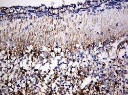 GFAP Mouse anti-Human, Rat, Clone: UMAB5, liquid, UltraMAB 30 &mu;L; Unconjugated:Antibodies,