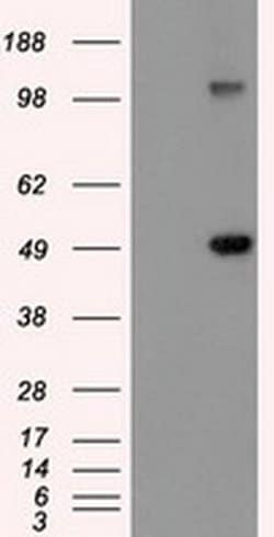 GFAP Mouse anti-Human, Rat, Clone: OTI4G8, liquid, TrueMAB 100 &mu;L; Unconjugated:Antibodies,