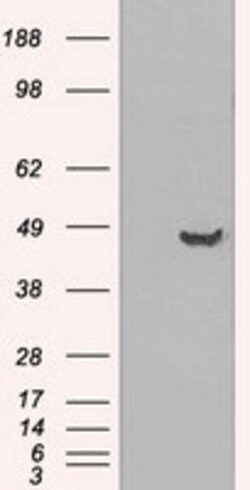 GFAP Mouse anti-Human, Clone: OTI1E11, lyophilized, TrueMAB 100 &mu;g;