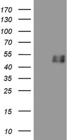 GFI1 Mouse anti-Human, Clone: OTI6C10, lyophilized, TrueMAB 100 &mu;g;