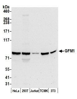 GFM1 Rabbit anti-Human, Mouse, Polyclonal, Bethyl Laboratories 100 &mu;L;