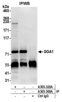 GGA1 Rabbit anti-Human, Polyclonal, Bethyl Laboratories 10 &mu;L; Unconjugated:Antibodies,