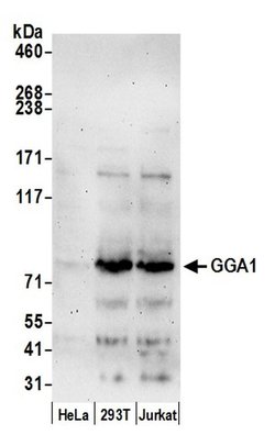 GGA1 Rabbit anti-Human, Polyclonal, Bethyl Laboratories 100 &mu;L; Unconjugated:Antibodies,