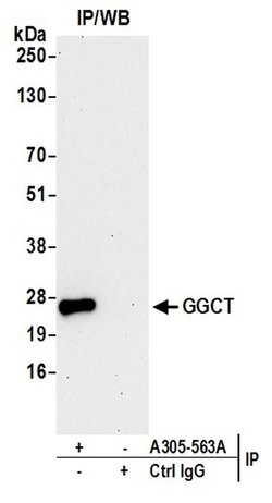 GGCT Rabbit anti-Human, Polyclonal, Bethyl Laboratories 100 &mu;L; Unconjugated:Antibodies,