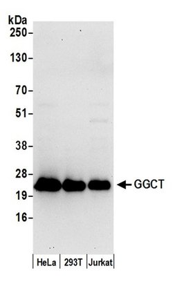 GGCT Rabbit anti-Human, Polyclonal, Bethyl Laboratories 100 &mu;L; Unconjugated:Antibodies,