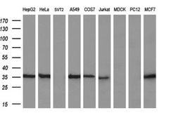 GGPS1 Mouse anti-Human, Clone: OTI3F9, lyophilized, TrueMAB 100 &mu;g;
