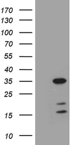 GH2 Monoclonal Antibody (OTI5B11), TrueMAB , OriGene 30 &mu;L; Unconjugated:Antibodies,