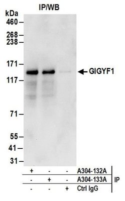 GIGYF1 Rabbit anti-Human, Polyclonal, Bethyl Laboratories 100 &mu;L; Unconjugated:Antibodies,