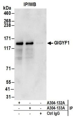 GIGYF1 Rabbit anti-Human, Polyclonal, Bethyl Laboratories 10 &mu;L; Unconjugated:Antibodies,