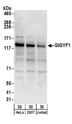 GIGYF1 Rabbit anti-Human, Polyclonal, Bethyl Laboratories 100 &mu;L; Unconjugated:Antibodies,