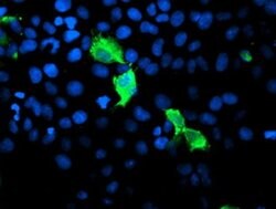 GIMAP4 Monoclonal Antibody (OTI1A11), TrueMAB , OriGene 100 &mu;L; Unconjugated:Antibodies,