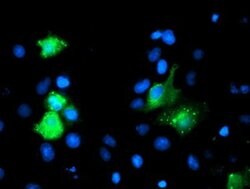 GIMAP4 Mouse anti-Human, Clone: OTI1C6, liquid, TrueMAB 100 &mu;L; Unconjugated:Antibodies,