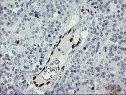 GIMAP4 Monoclonal Antibody (OTI1A11), TrueMAB , OriGene 100 &mu;L; Unconjugated:Antibodies,