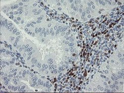 GIMAP4 Monoclonal Antibody (OTI1A11), TrueMAB , OriGene 100 &mu;L; Unconjugated:Antibodies,