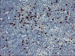 GIMAP4 Monoclonal Antibody (OTI1A11), TrueMAB , OriGene 100 &mu;L; Unconjugated:Antibodies,