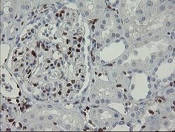 GIMAP4 Monoclonal Antibody (OTI1A11), TrueMAB , OriGene 100 &mu;L; Unconjugated:Antibodies,