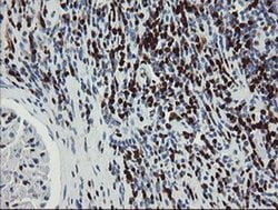 GIMAP4 Monoclonal Antibody (OTI1A11), TrueMAB , OriGene 100 &mu;L; Unconjugated:Antibodies,