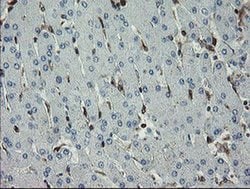 GIMAP4 Monoclonal Antibody (OTI1A11), TrueMAB , OriGene 100 &mu;L; Unconjugated:Antibodies,