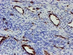 GIMAP4 Mouse anti-Human, Clone: OTI1C6, liquid, TrueMAB 100 &mu;L; Unconjugated:Antibodies,