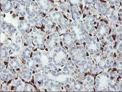 GIMAP4 Mouse anti-Human, Clone: OTI1C6, liquid, TrueMAB 100 &mu;L; Unconjugated:Antibodies,