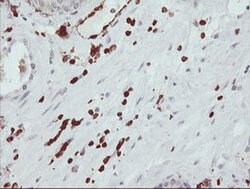 GIMAP4 Mouse anti-Human, Clone: OTI1C6, liquid, TrueMAB 100 &mu;L; Unconjugated:Antibodies,
