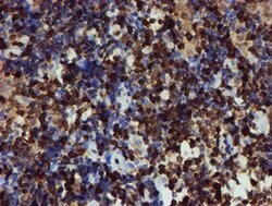 GIMAP4 Mouse anti-Human, Clone: OTI1C6, liquid, TrueMAB 100 &mu;L; Unconjugated:Antibodies,