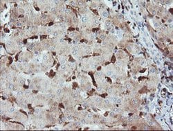 GIMAP4 Mouse anti-Human, Clone: OTI1C6, liquid, TrueMAB 100 &mu;L; Unconjugated:Antibodies,