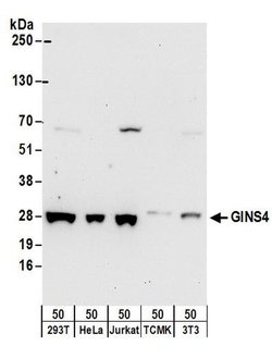 GINS4 Rabbit anti-Human, Polyclonal, Bethyl Laboratories 10 &mu;l; Unlabeled:Antibodies,