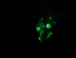 GLB1 Mouse anti-Human, Clone: OTI2F6, liquid, TrueMAB 100 &mu;L; Unconjugated:Antibodies,