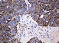GLB1 Mouse anti-Canine, Human, Clone: OTI1C9, lyophilized, TrueMAB 100