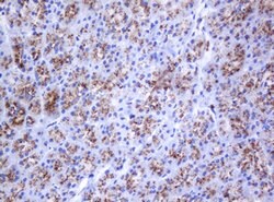 GLB1 Mouse anti-Canine, Human, Clone: OTI1C9, lyophilized, TrueMAB 100