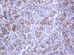 GLB1 Mouse anti-Canine, Human, Clone: OTI1C9, liquid, TrueMAB 100 &mu;L;