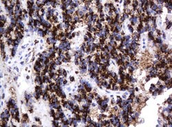GLB1 Mouse anti-Canine, Human, Clone: OTI1C9, lyophilized, TrueMAB 100